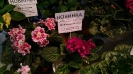 выставка 01 2017_2