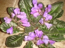 Senk's Big Bells_1