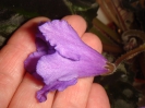 Senk's Big Bells_2