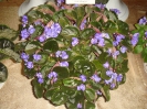 Senk's Blue Cascade