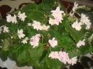 Lamb's Ears_1
