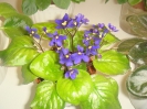 Saintpaulia Orbicularis Var Purpurea_1