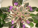 Senk's Merlot_1