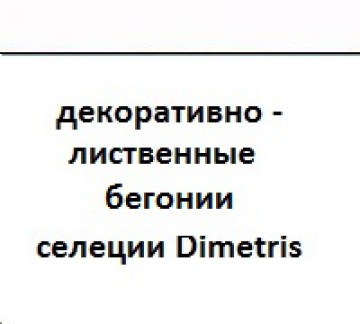 zastavka-begonij-16