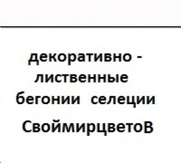 zastavka-begonij-17