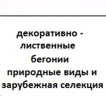 zastavka-begonij-3