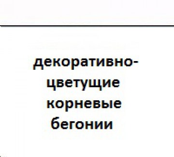 zastavka-begonij-4