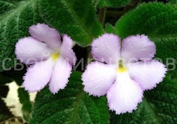 Эписция lilacina Viridis