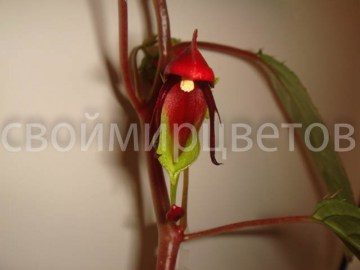 Бальзамин ампельный  Impatiens Hians2