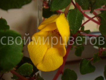 бальзамин  ампельный  Impatiens Repens