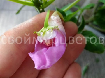 Бальзамин Impatiens CLAERII пример из интернета