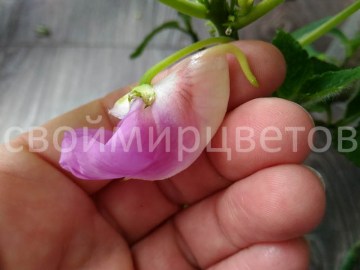 Бальзамин Impatiens CLAERII пример из интернета