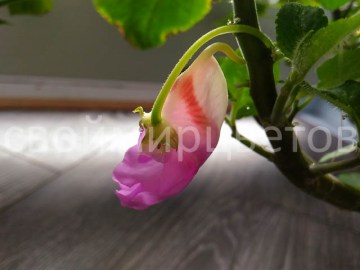 Бальзамин Impatiens CLAERII пример из интернета