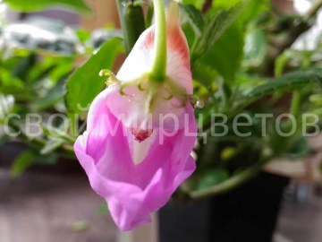 Бальзамин Impatiens CLAERII пример из интернета