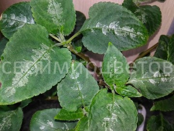 Бальзамин Impatiens CLAERII пример из интернета