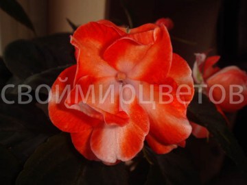 бальзамин Double Circus Orange