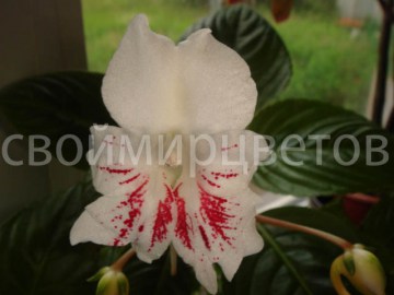 Impatiens Grandis