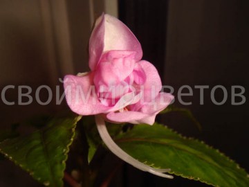 Бальзамин  Impatiens Bicaudata Downton’s ‘Double Up’ Lavender