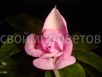 Бальзамин  Impatiens Bicaudata Downton’s ‘Double Up’ Lavender