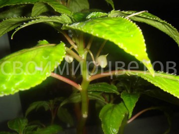Бальзамин  Impatiens Bicaudata Downton’s ‘Double Up’ Lavender