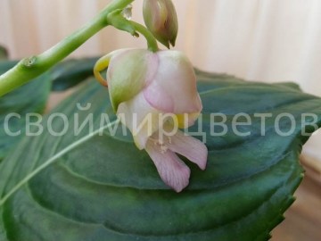 Бальзамин Impatiens Caulensens Palecsens