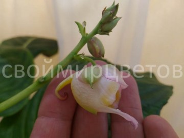 Бальзамин Impatiens Caulensens Palecsens