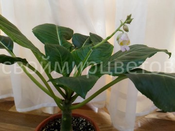 Бальзамин Impatiens Caulensens Palecsens