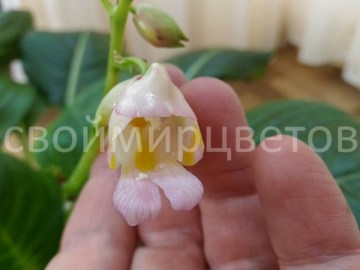 Бальзамин Impatiens Caulensens Palecsens