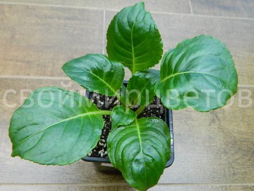 Бальзамин Impatiens Caulensens Palecsens