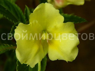 Impatiens Fusion Glow