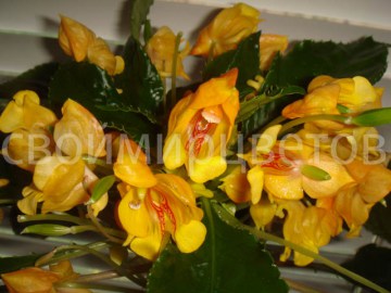 Бальзамин Impatiens Jungle Gold