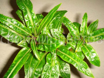 Бальзамин Impatiens Kew НОВИНКА!