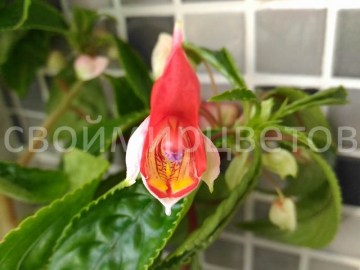 Бальзамин IMPATIENS MADAGASCAR НОВИНКА!