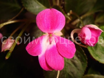 Бальзамин Impatiens Mini–Hawaiian Oahu