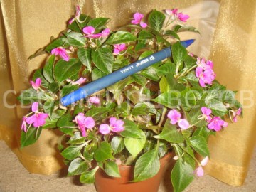 Бальзамин Impatiens Mini–Hawaiian Oahu