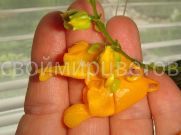 Бальзамин Impatiens Mirabilis