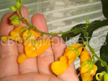 Бальзамин Impatiens Mirabilis