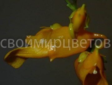Бальзамин Impatiens Mirabilis