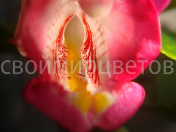 Бальзамин Impatiens Tuberosa