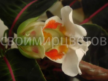  Impatiens Velvetea