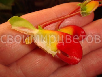 Бальзамин ниамейский Impatiens niamniamensis African King НОВИНКА!