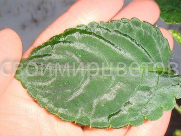 Бальзамин ниамейский Impatiens niamniamensis African King НОВИНКА!