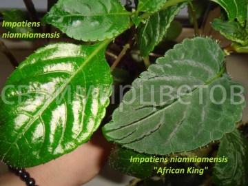 Бальзамин ниамейский Impatiens niamniamensis African King НОВИНКА!