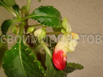 Бальзамин ниамейский IMPATIENS NIAMNIAMENSIS COMMELINENSIS НОВИНКА!