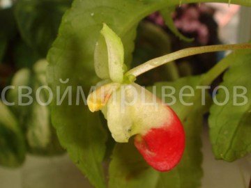 Бальзамин ниамейский IMPATIENS NIAMNIAMENSIS COMMELINENSIS НОВИНКА!