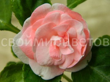 Бальзамин Pastel Salmon