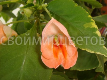 Бальзамин  Impatiens Fusion Peach Frost