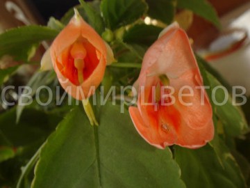 Бальзамин Impatiens Fusion Peach Frost