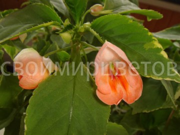 Бальзамин Impatiens Fusion Peach Frost