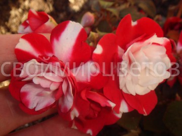 Бальзамин Sparkler Cherry